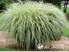 Miskantas kininis ,Cosmopolitan' (lot. Miscanthus sinensis) Miskantas kininis ,Cosmopolitan' (lot. Miscanthus sinensis)